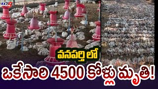 Shocking! : Bird Flu in Telangana | 4500 Birds loss Life | TV5 News