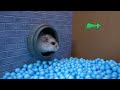 Hamster Escape Prison Maze 🛑Live Stream