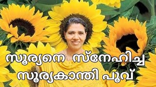 സൂര്യനെ സ്നേഹിച്ച  സൂര്യകാന്തി  പൂവ്#sunflower #sadgamaya nature#malayalam.