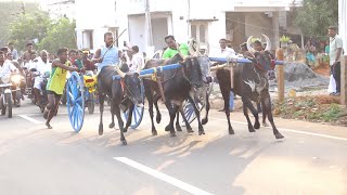 16/01/2025 - மானகிரி பெரியமாடு