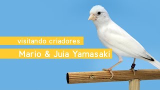 Visitando Criadores - Mario \u0026 Julia Yamasaki - Canários de Porte - Lizard