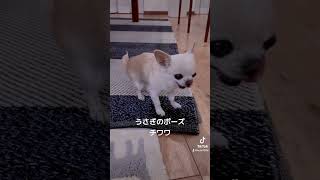 いつでも逃げられる中腰 チワワの「めめ』 #チワワ #dog #うさぎ #shorts