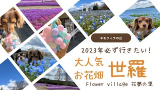 青い花ネモフィラの丘。世羅のお花畑#お散歩