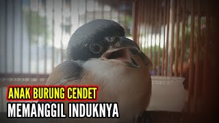 Suara anak burung cendet memanggil induknya | Suara anak burung cendet untuk pikat