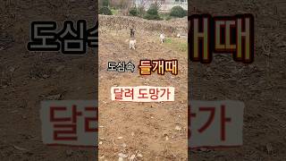 달려드는 들개들 도망갈수 있을까 #강아지 #반려견