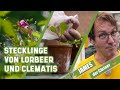 So vermehrt man Lorbeer und Clematis über Stecklinge | James der Gärtner