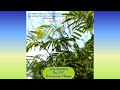 daily meditation day 1047 വിശ്വാസത്തിന്റെ വാക്കുകൾ പറയുക genesis 5 29 pr. graceson d thomas