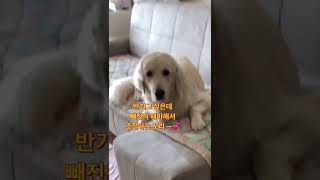 같이 안자서 진짜 ' 흥! ' 하고 삐져버리는 강아지 🛌 #shorts