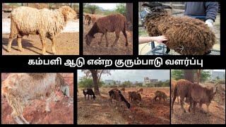 கம்பளி ஆடு என்ற குரும்பாடு வளர்ப்பு