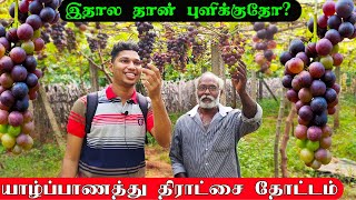 அவதானம் 🚫இப்படி திராட்சை பழம் வேண்ட வேண்டாம் | Jaffna Grapes Garden Tour #urumpirai #ks_shankar