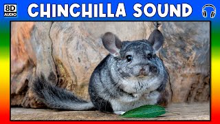 🐭 CHINCHILLA SOUND - CHINCHILLA SOUND EFFECT - SOUND OF CHINCHILLA - NOISE OF CHINCHILLA