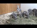 meet the giant red kangaroos at southwick s zoo