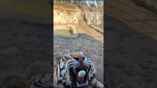 Tiger Biorah doesn't like egg 😳🐯 #tiger #lion