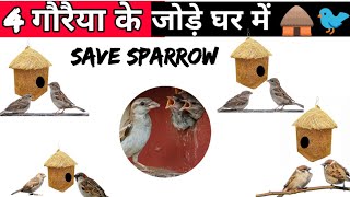 Save Sparrow Bird घर में आए 4 गौरैया के जोड़े - देखे गौरैया के घर, Baby Sparrow #savesparrow #viral