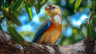 🌿 Soothing Piano & Gentle Birdsong | Relax, De-Stress & Find Inner Calm 🎹🐦