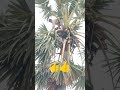 របៀបកាប់ផ្លែត្នោត how to collected the palm tree fruit food fruit plants life