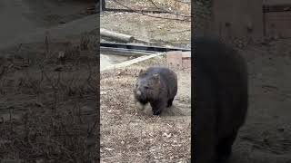 ユキちゃんのちゃぶ台返し💓🐨🎀(wombat Yuki/五月山動物園)