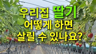 우리집 딸기 어떻게 하면 살릴 수 있나요?