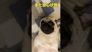 またドッグランで疲れすぎて放心状態になったパグ🐶 #パグ #pug #とろたま #癒し #可愛い #犬 #お昼寝 #愛犬 #ペット #ペット動画 #pets #pet