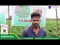 farmersuccess ಸರ್ಪನ್ 531 chilliseeds సర్పన్ 531 మిరప గింజలు high yielding agriculture field