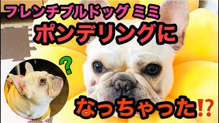 初めてエリザベスカラーをつけた結果…！！【フレンチブルドッグ ミミ🐖】