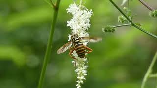 スズキナガハナアブ♀がトリアシショウマの花を舐める【ベーツ型擬態】