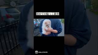 初めての抱っこ散歩で外に行く子犬