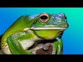 Talking Frogs - Frogs Screaming - The Frogs Have Something To Say - Talking Frog