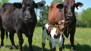 Breeding soundness exams and your cattle herd