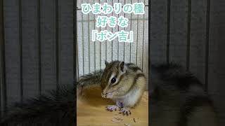 しまりす「ポン吉」好きなエサ！！【ペット】【シマリス】【Chipmunk】【Squirrel】【Kawaii】【Cute】