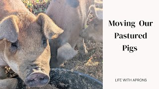 Moving Our Pastured Pigs