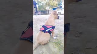 bully dog #pitbull #dog #dangerous #viralshorts #subscribe to my channel @patel5051