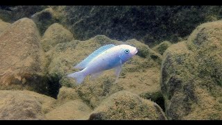 Nakantenga Island Lake Malawi Cichlids - Maleri islands - HD Underwater Footage