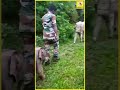 சீக்கிரமா நடங்க சார் , அம்மாவ பாக்கணும்ல..! || Elephant Viral Video || #Shorts