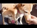 犬と猫の共同生活始まりました。柴犬姉妹とサンサンの健康祈願に行きました。