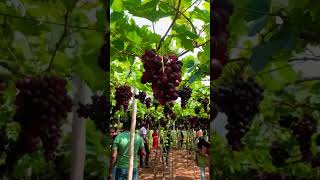 മുന്തിരി തോട്ടത്തിൽ പോയാലോ...#grape #grapesfarm #trending #cumbum #grapeharvest #farming #wine