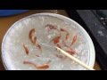 okayama momotaro koi tm kohaku x gr male kohaku 2015 1st fry selection