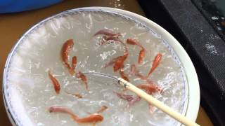 Okayama Momotaro Koi - TM Kohaku x GR Male Kohaku - 2015 1st fry selection