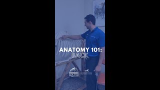 Equine Anatomy! The Back!