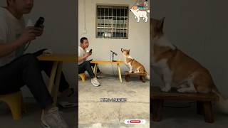 Dog \u0026 his owner singing song  #foryou #korea #funny #youtubeshorts #tranding #southkorea