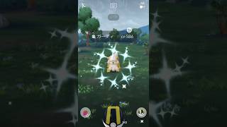 【ポケモンGO】ポケ活中に色違いのヒスイガーディ降臨！普通に嬉しいやつだ！#shorts #pokemongo #ポケモンgo色違い #ポケモンgo