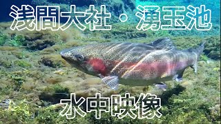 富士山本宮浅間大社・湧玉池～水中映像・ニジマス