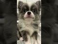 【チワワの赤ちゃん】babyミルキー君🐶🐾【可愛いすぎる】