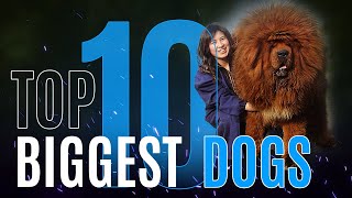 Giant Paws: Top 10 Biggest Dogs