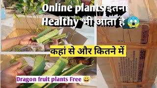 Best Grafted fruit plants variety/ kolkata wali variety