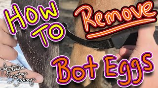 How To: Remove bot fly eggs on horses 🐴 Australian Horse Training