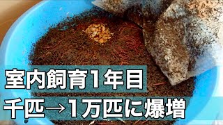 ミミズをタライで爆増させるコツ