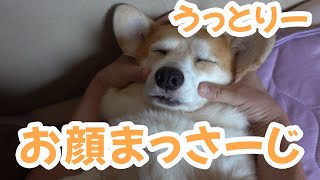 【コーギー】お顔マッサージにうっとりの犬