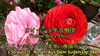 ウィーン少年合唱団　J.シュトラウスⅡ　南国のバラ　　J.StraussⅡ　Rosen Aus Dem Suden   Op.388