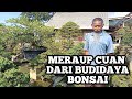 BONSAI, TANAMAN KERDIL DENGAN HARGA SELANGIT | DARI HARGA JUTAAN HINGGA RATUSAN JUTA ADA DISINI